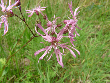 Fleurs roses caractéristiques : ses 5 pétales ressemblant chacune à une improbable palme découpée en 4 parties. Agrandir dans une nouvelle fenêtre (ou onglet)